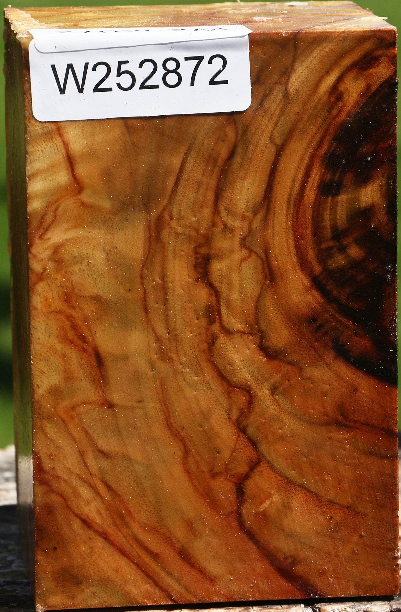 Extra Fancy Camphor Turning Square