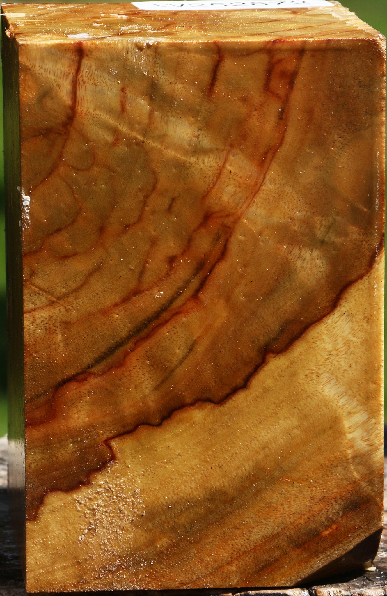 Extra Fancy Camphor Turning Square