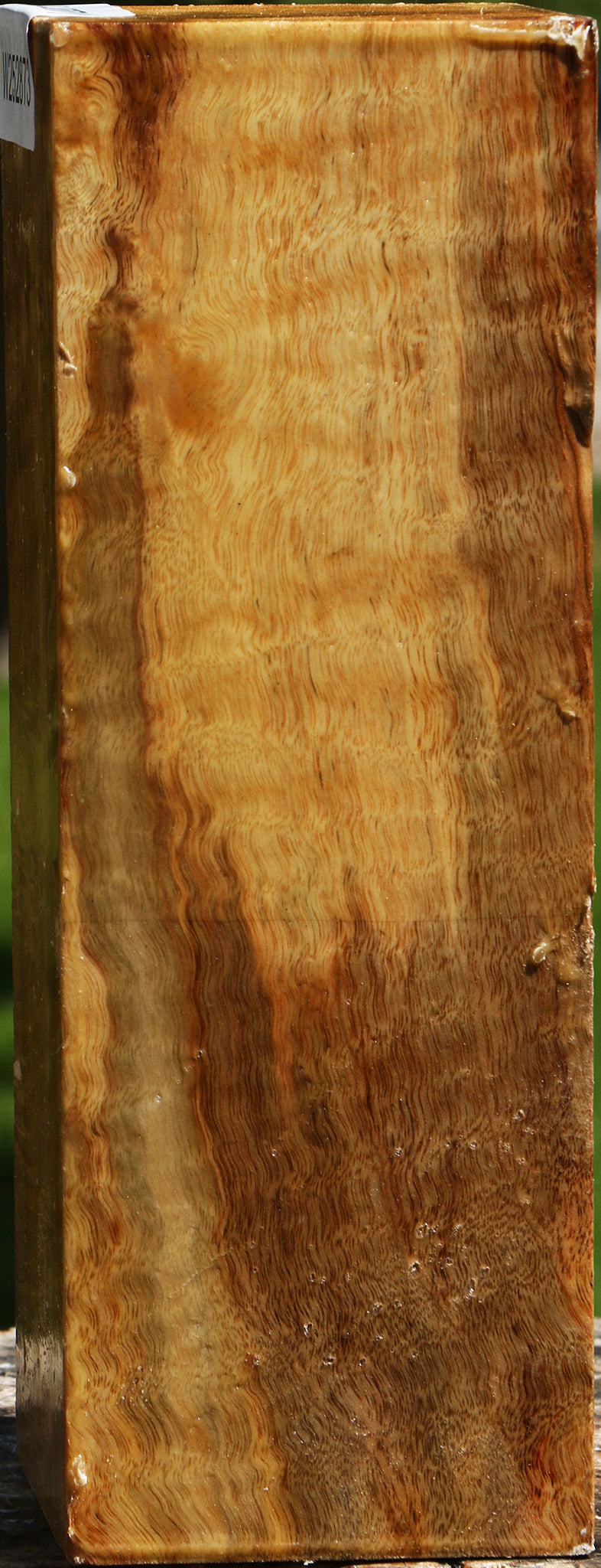 Extra Fancy Camphor Vessel Blank