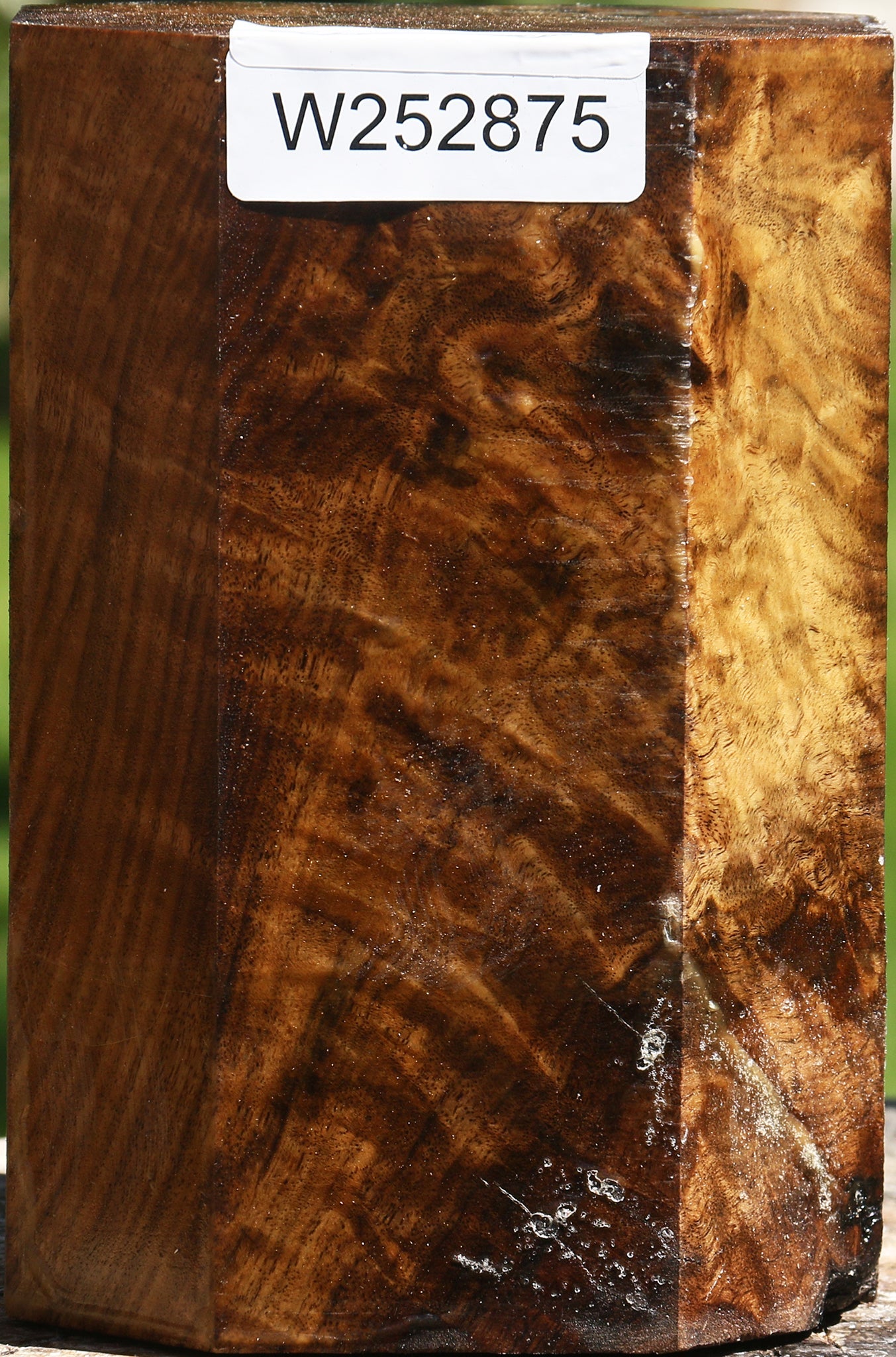 Extra Fancy Claro Walnut Vessel Blank