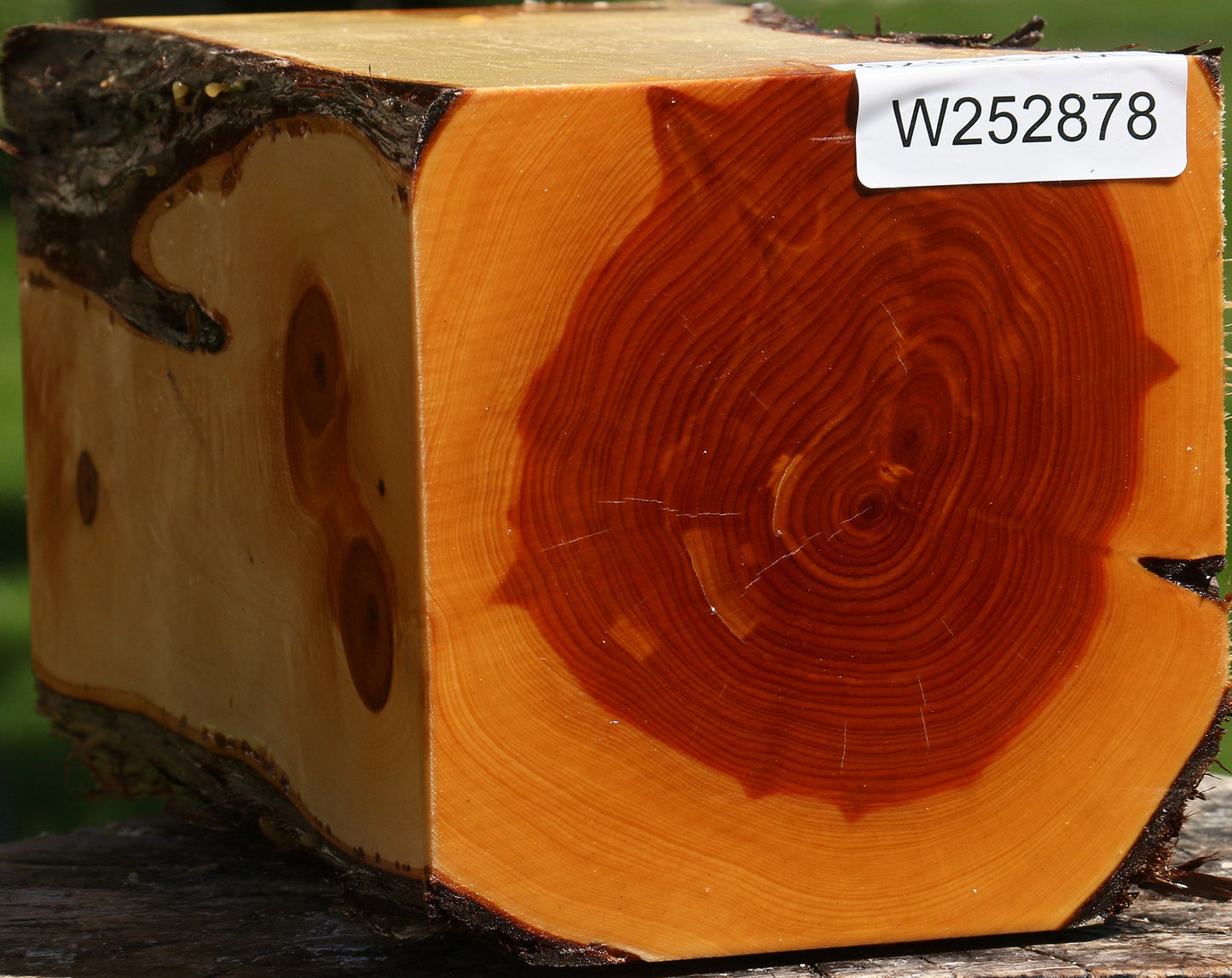 Juniper Live Edge Vessel Blank
