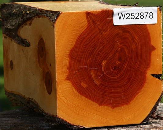 Juniper Live Edge Vessel Blank
