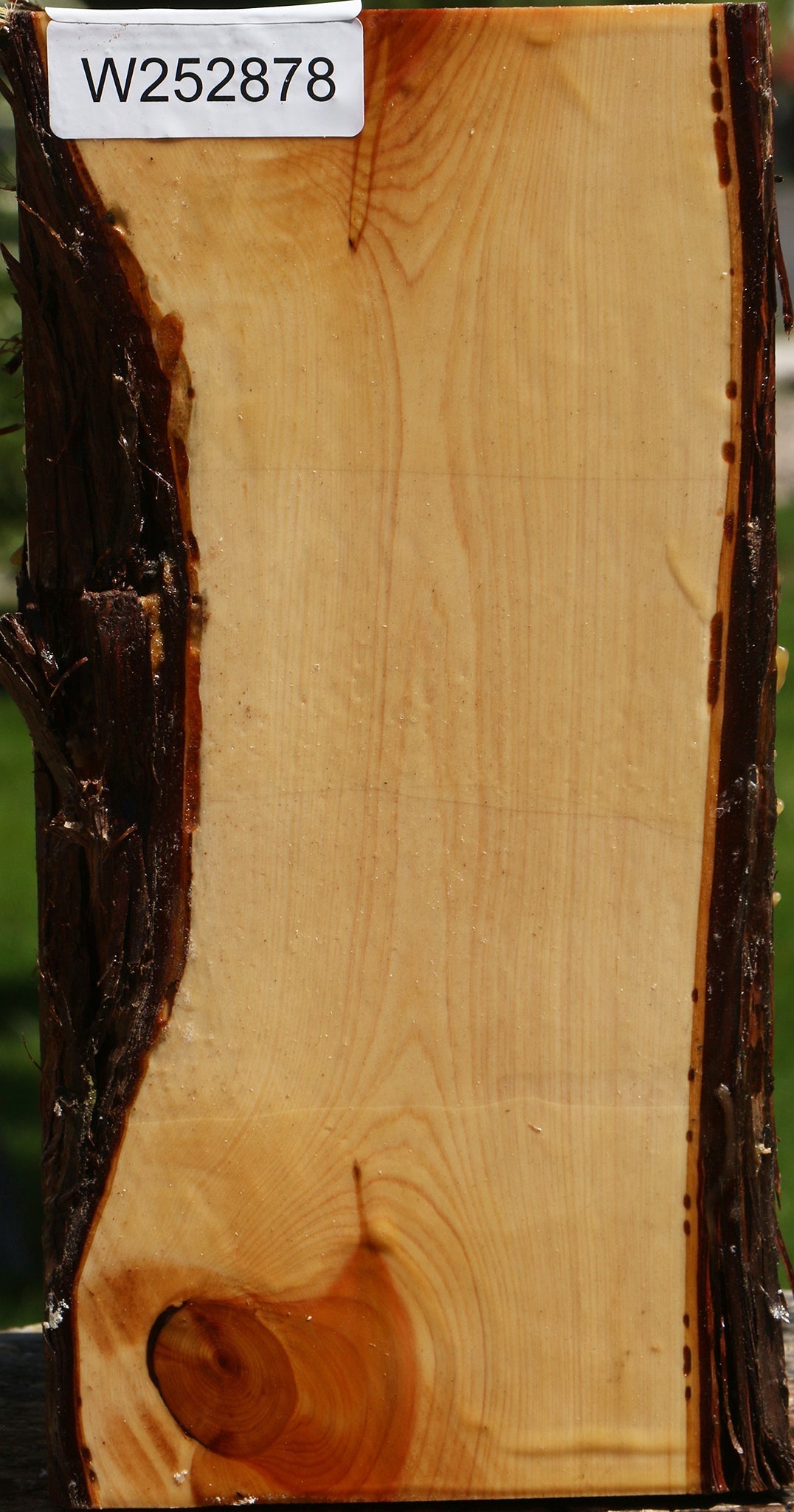 Juniper Live Edge Vessel Blank