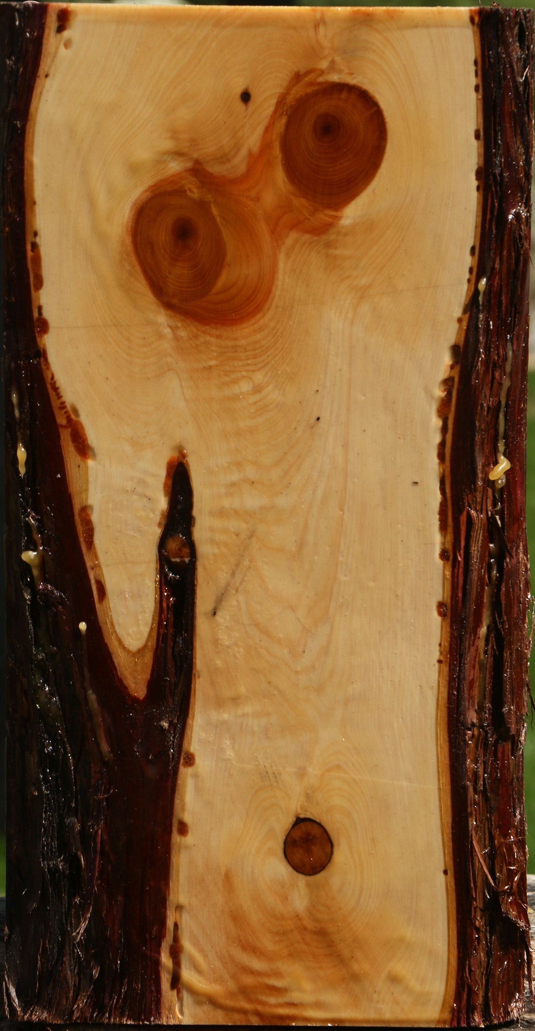 Juniper Live Edge Vessel Blank