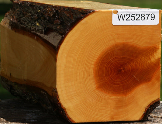 Juniper Live Edge Vessel Blank