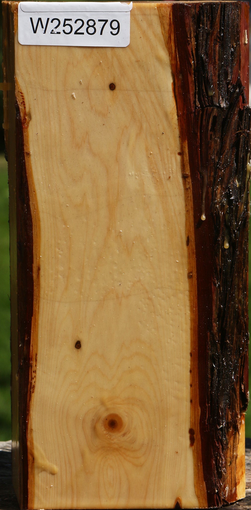Juniper Live Edge Vessel Blank
