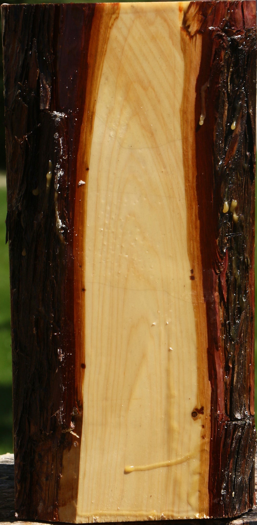 Juniper Live Edge Vessel Blank