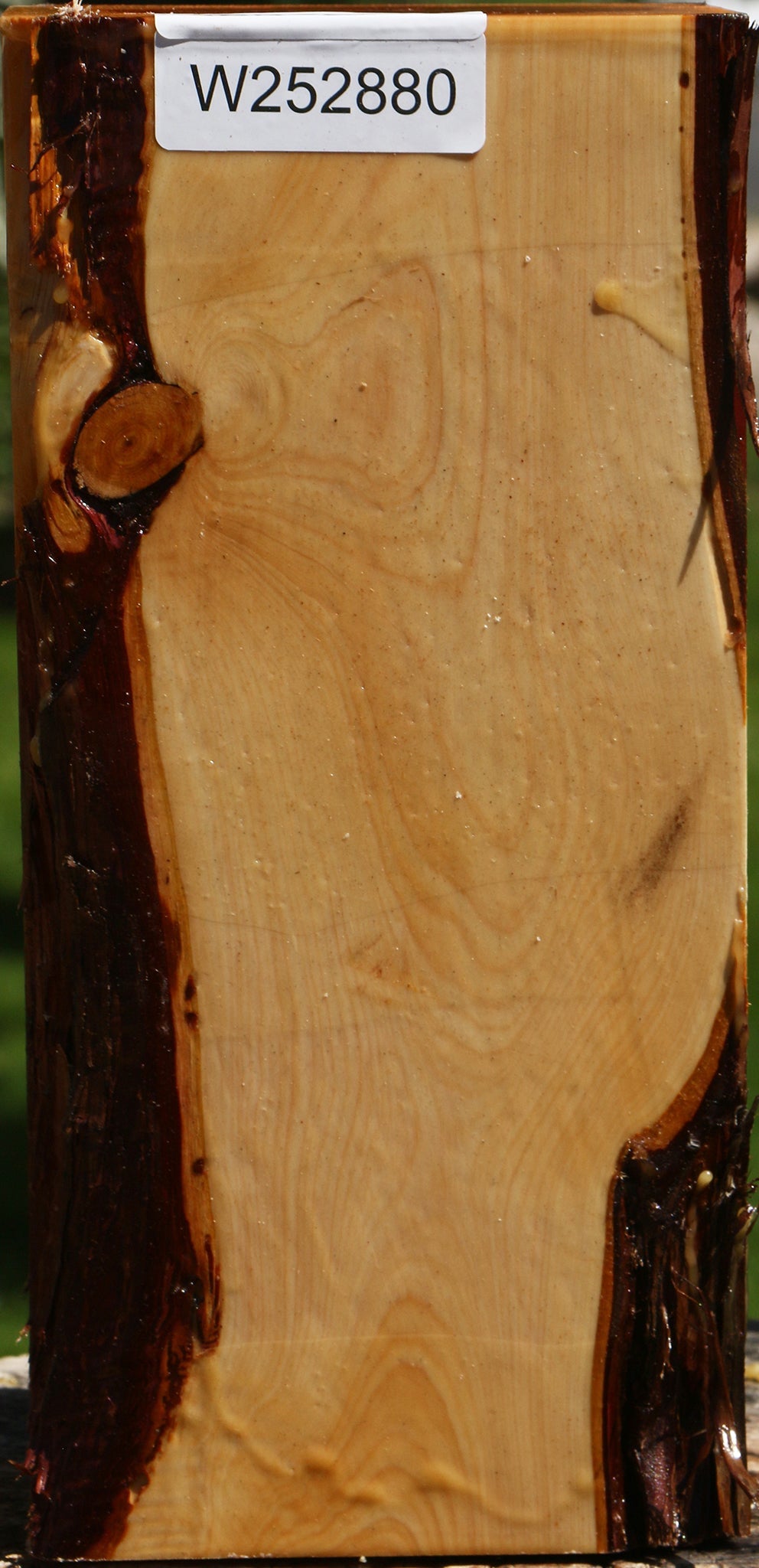 Juniper Live Edge Vessel Blank