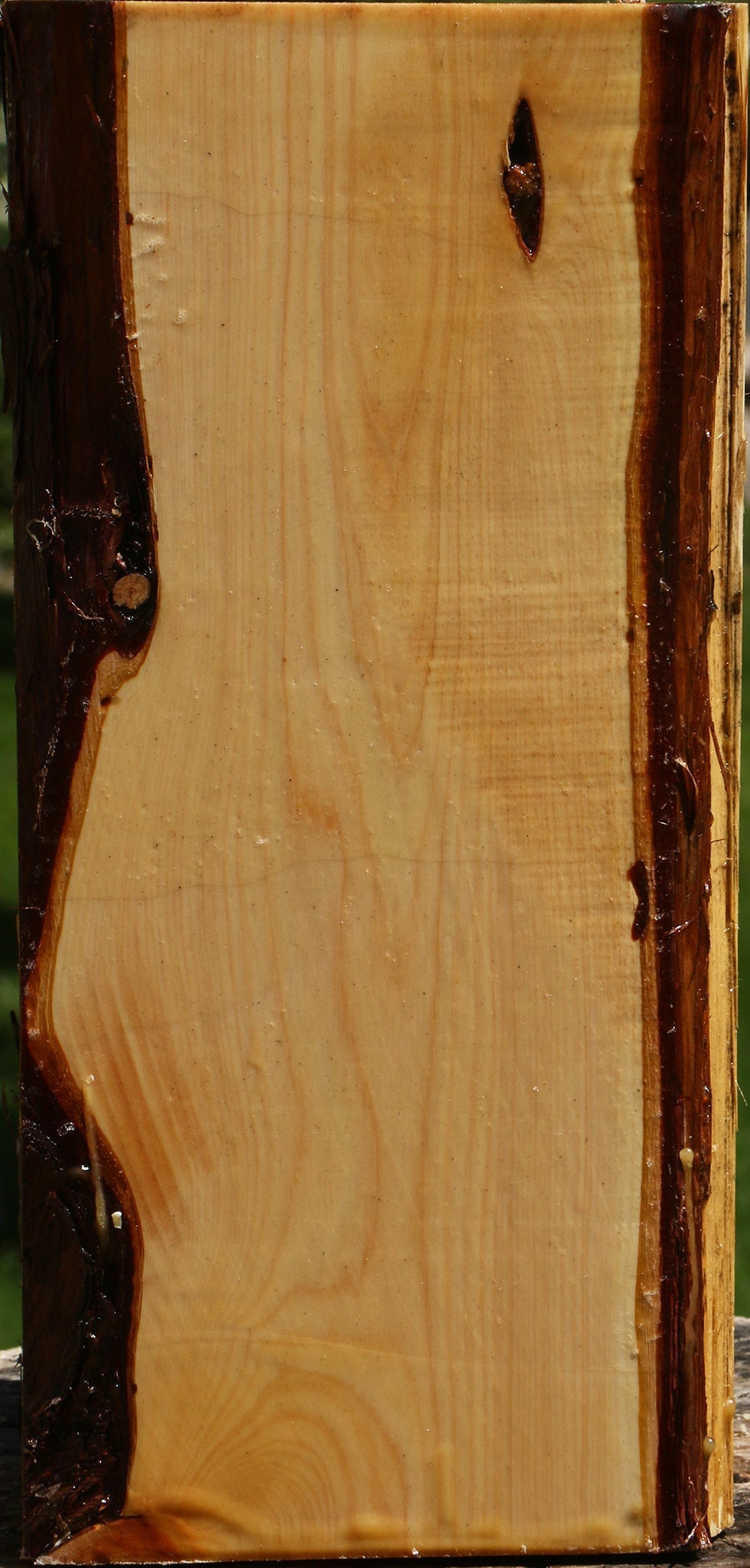 Juniper Live Edge Vessel Blank