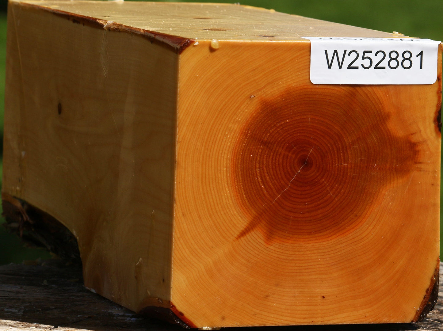 Juniper Live Edge Vessel Blank
