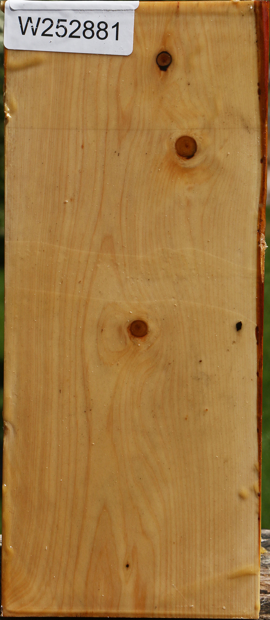 Juniper Live Edge Vessel Blank