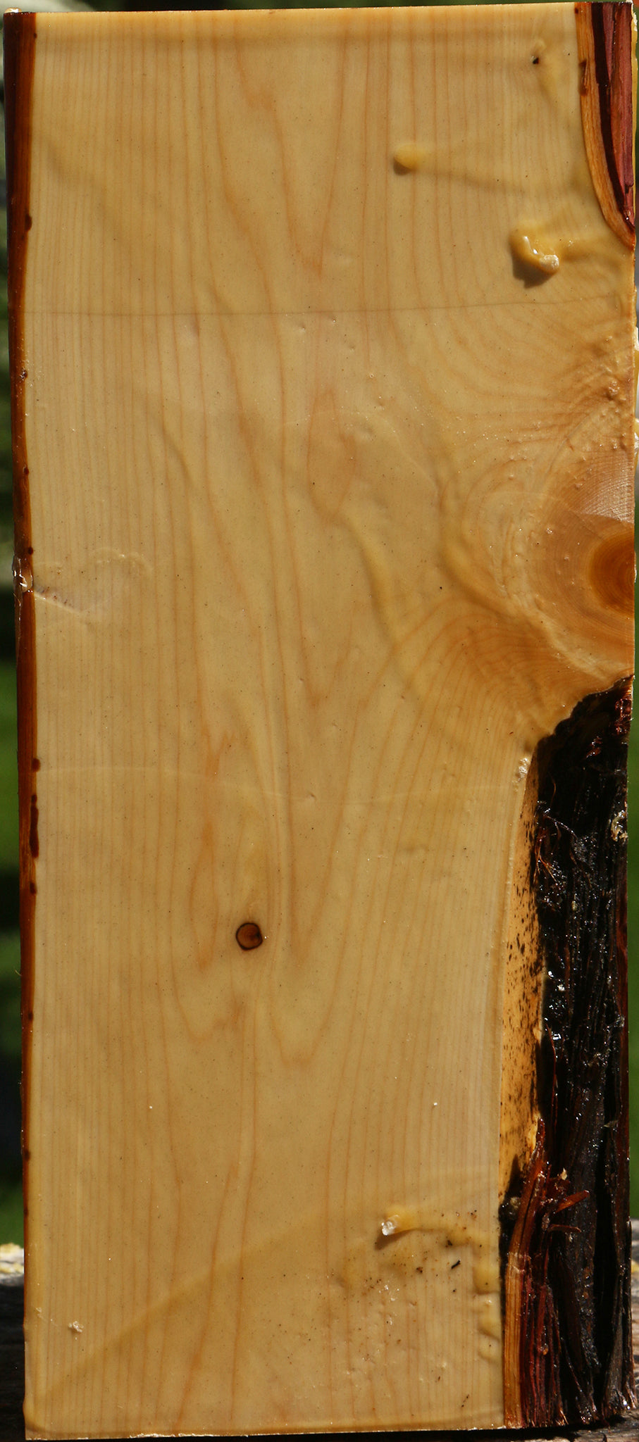 Juniper Live Edge Vessel Blank