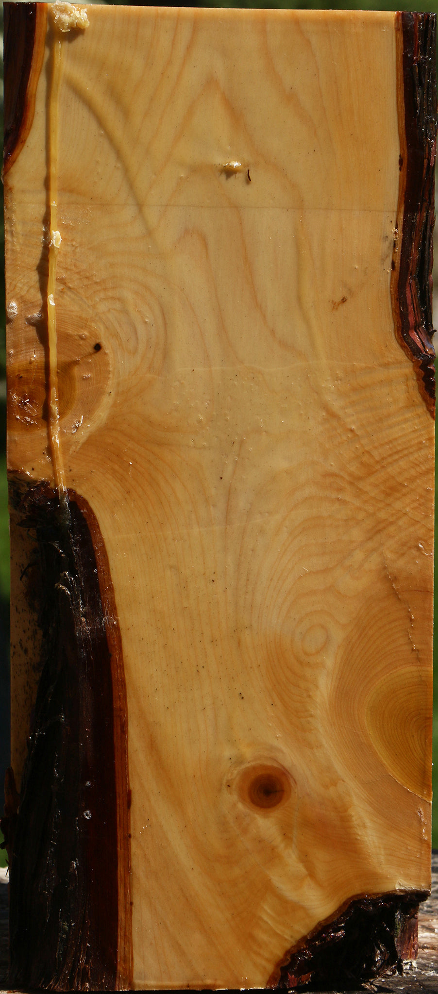 Juniper Live Edge Vessel Blank