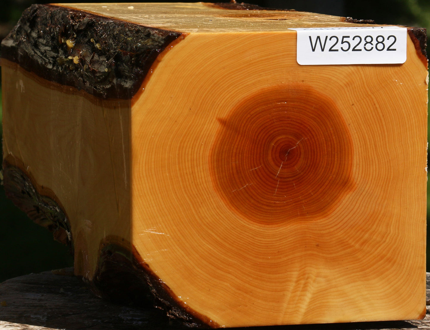 Juniper Live Edge Vessel Blank