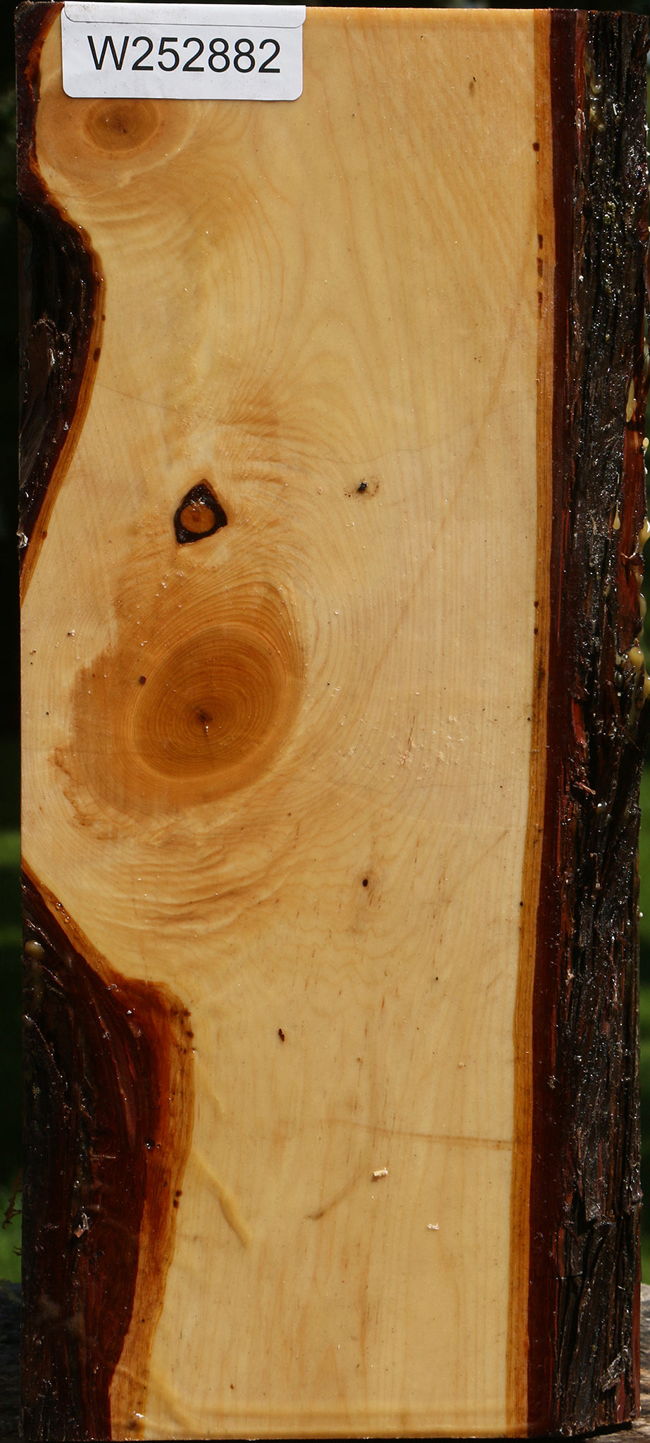 Juniper Live Edge Vessel Blank