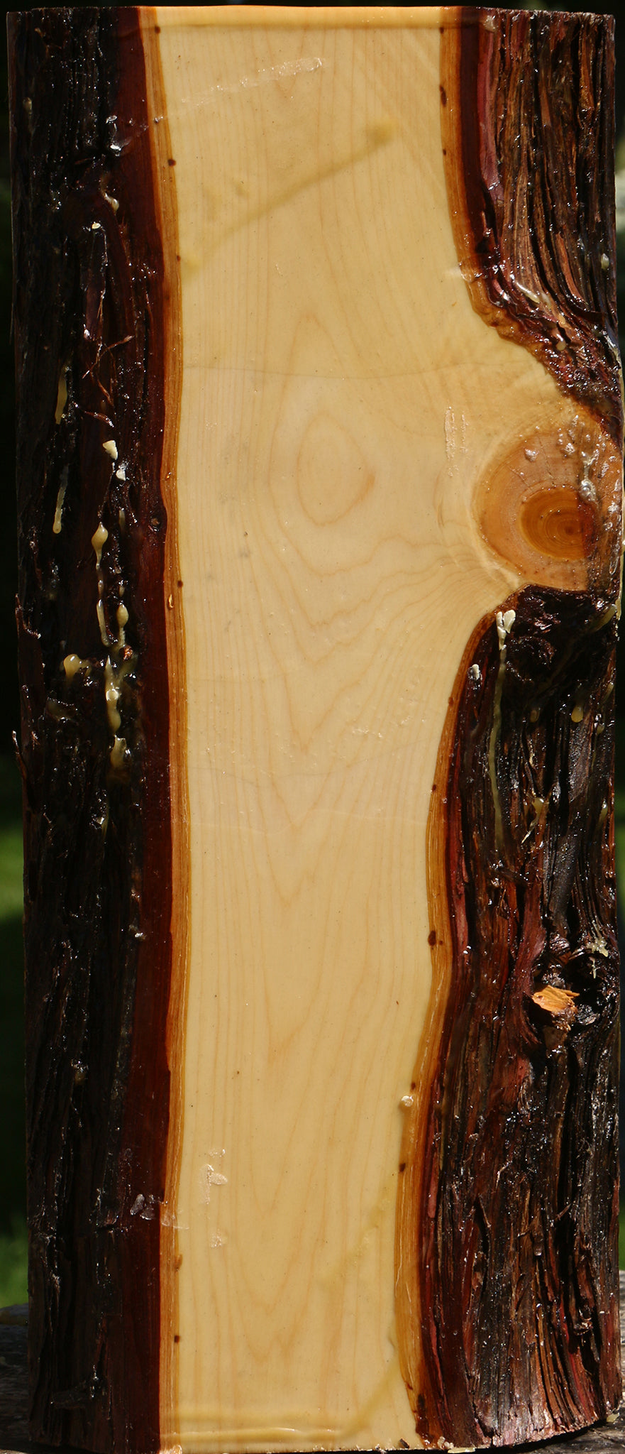 Juniper Live Edge Vessel Blank