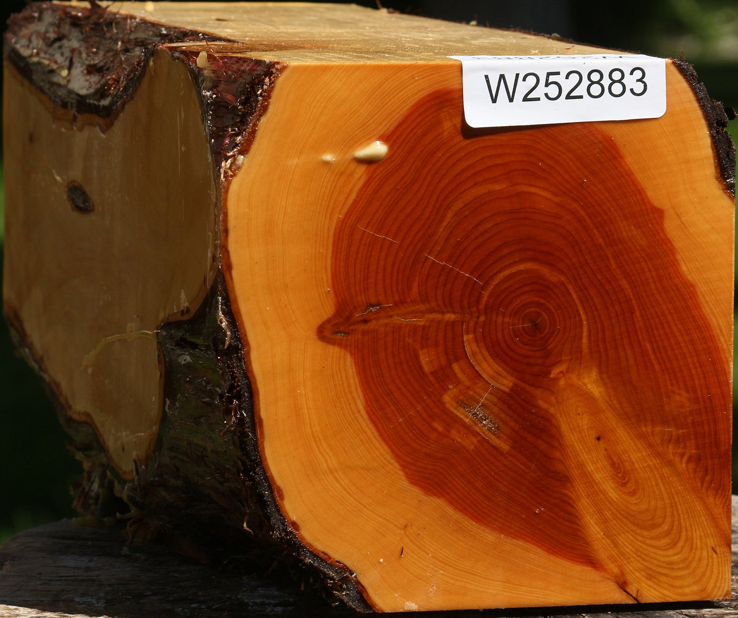 Juniper Live Edge Vessel Blank