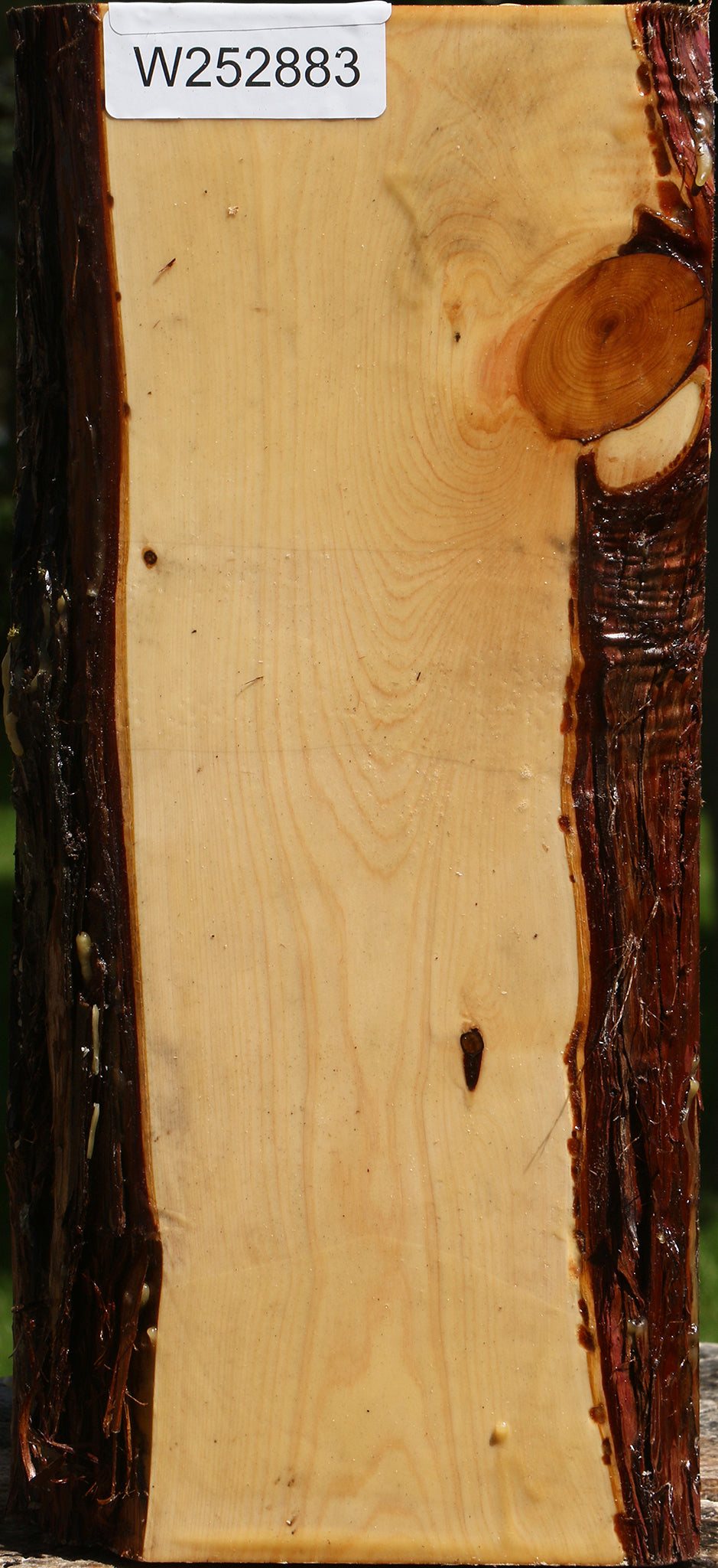 Juniper Live Edge Vessel Blank