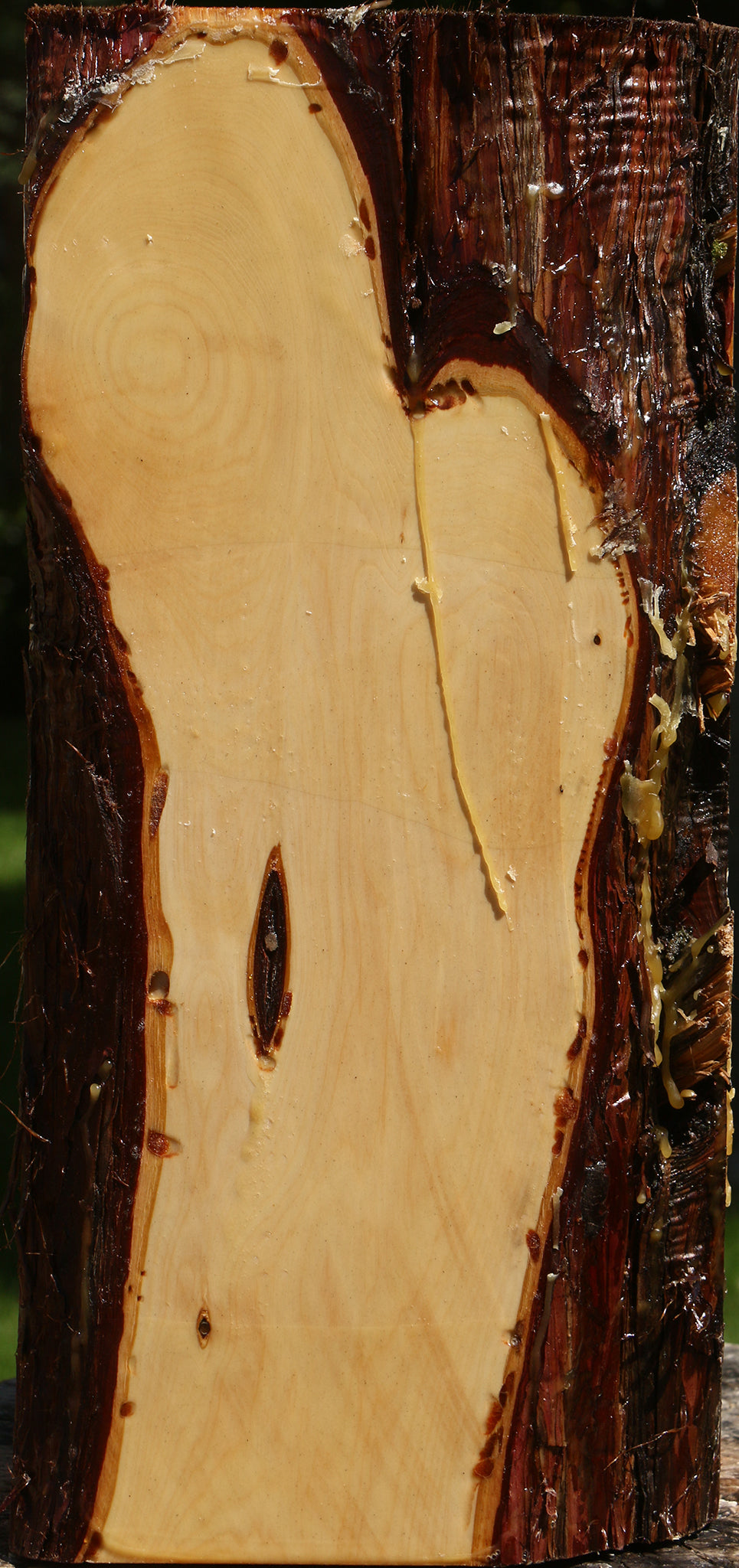 Juniper Live Edge Vessel Blank