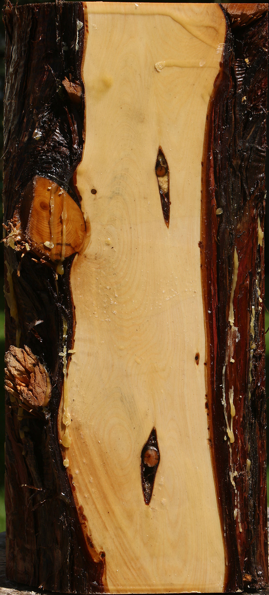 Juniper Live Edge Vessel Blank