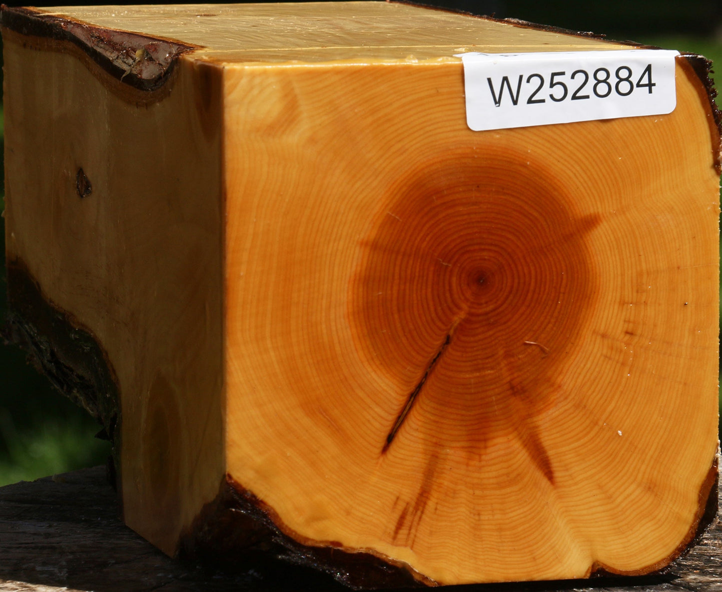Juniper Live Edge Vessel Blank