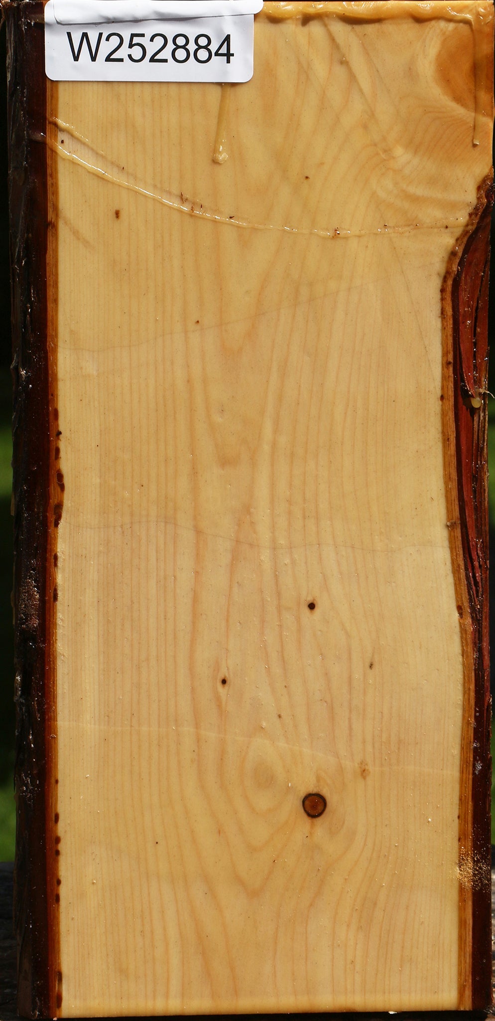 Juniper Live Edge Vessel Blank