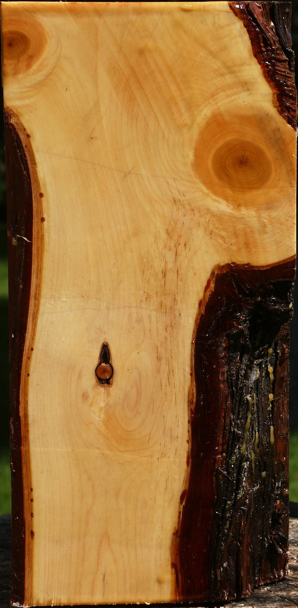 Juniper Live Edge Vessel Blank