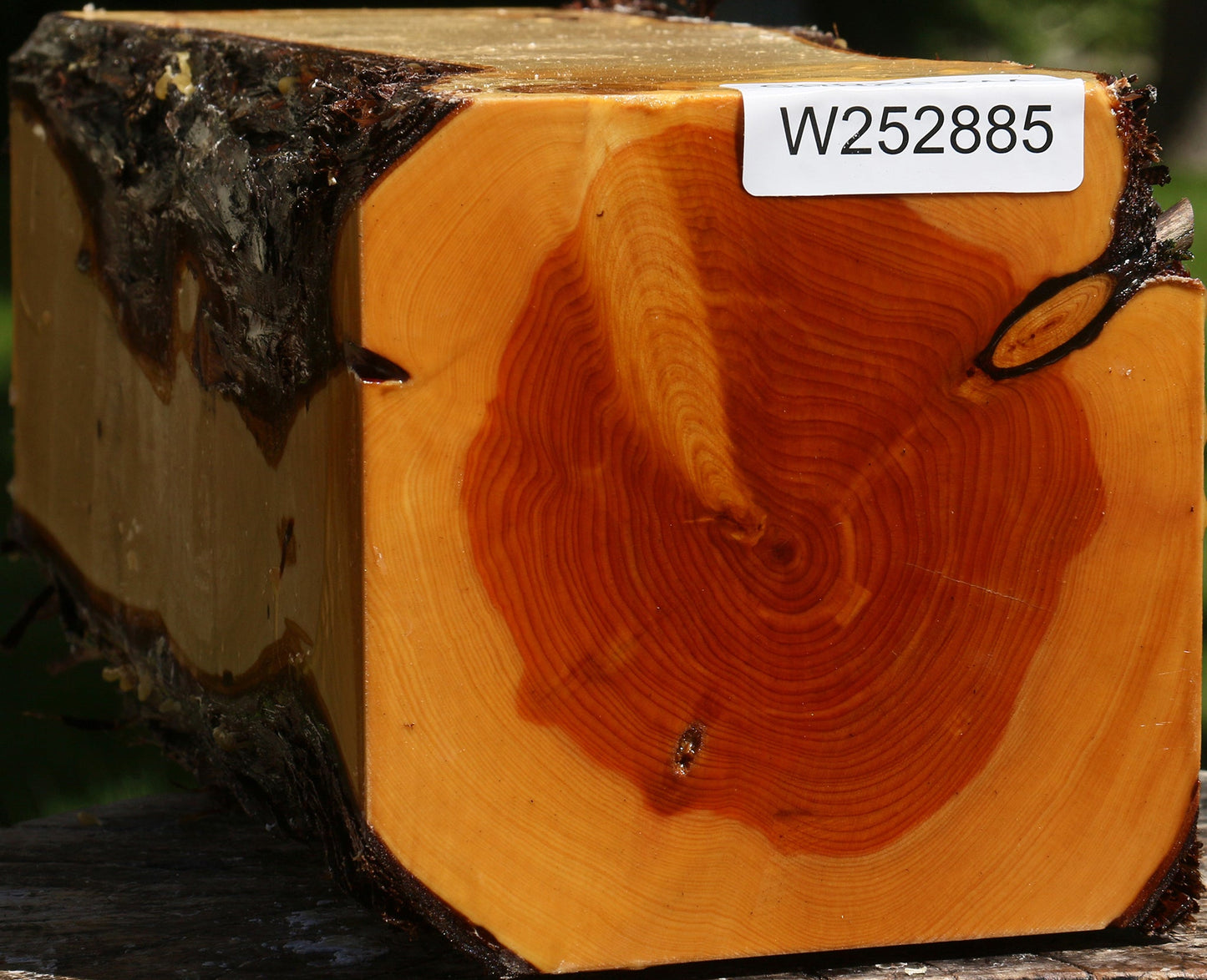 Juniper Live Edge Vessel Blank