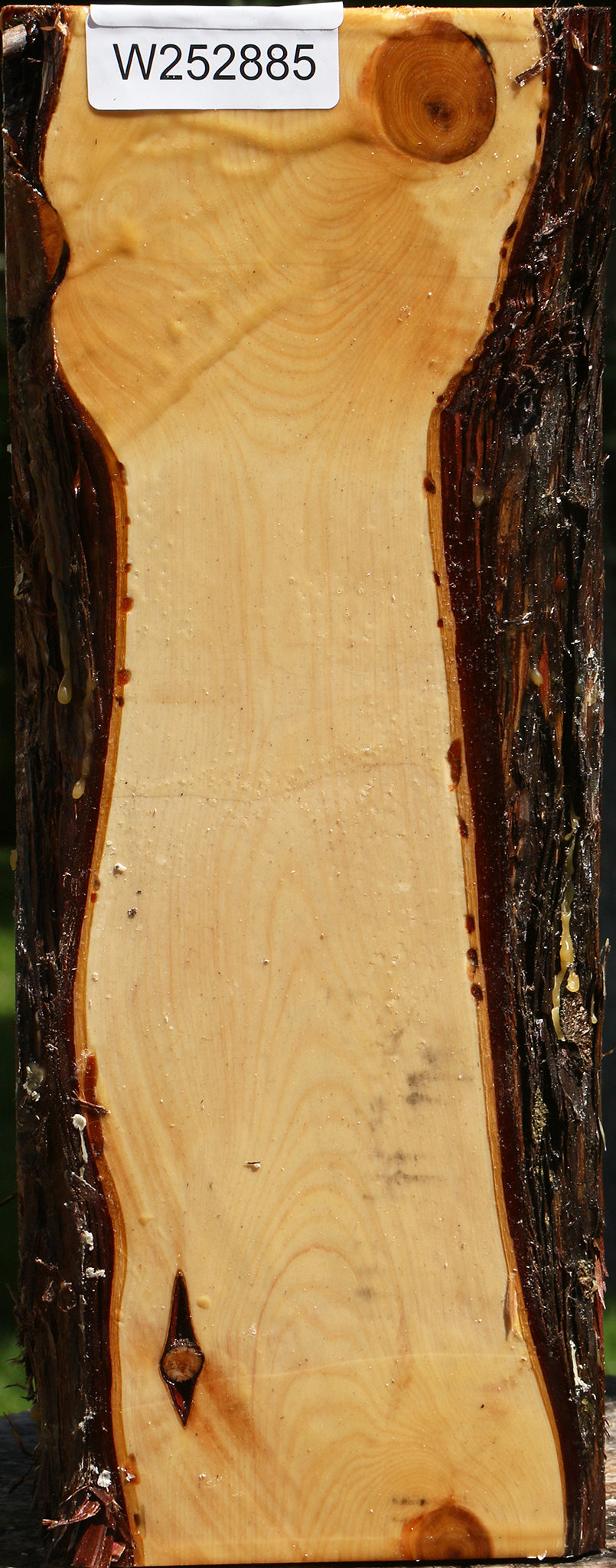 Juniper Live Edge Vessel Blank
