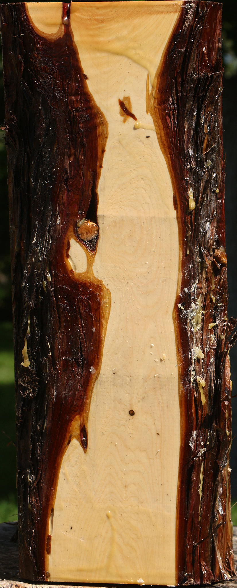 Juniper Live Edge Vessel Blank