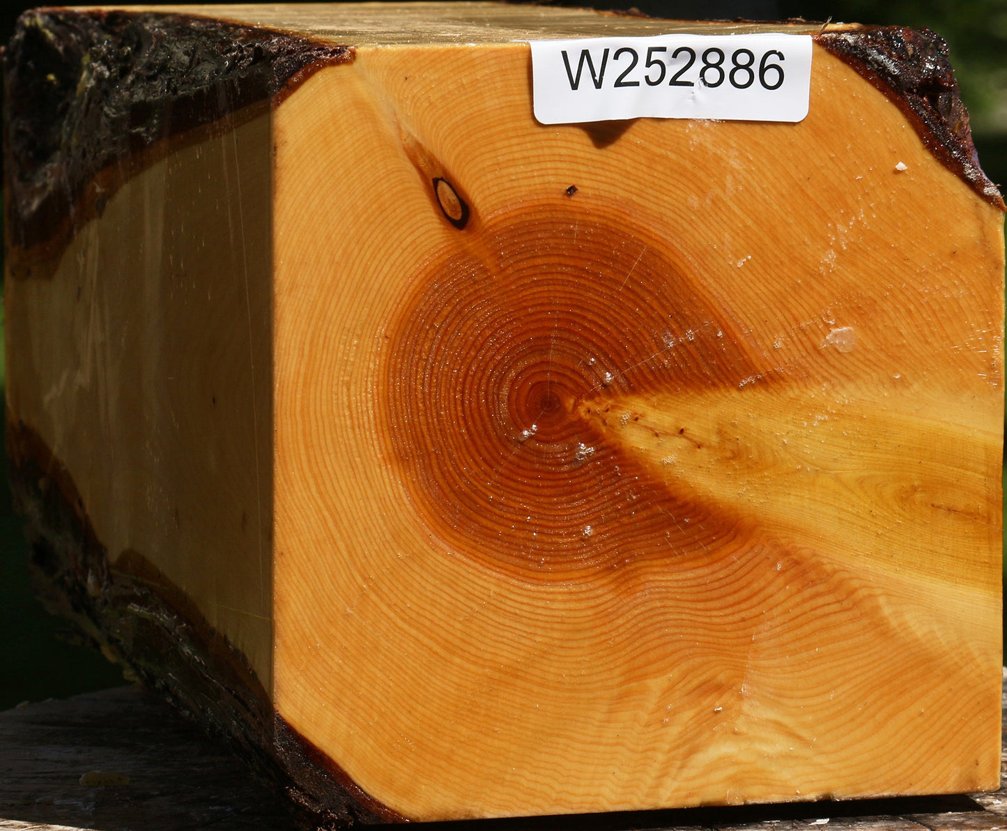 Juniper Live Edge Vessel Blank
