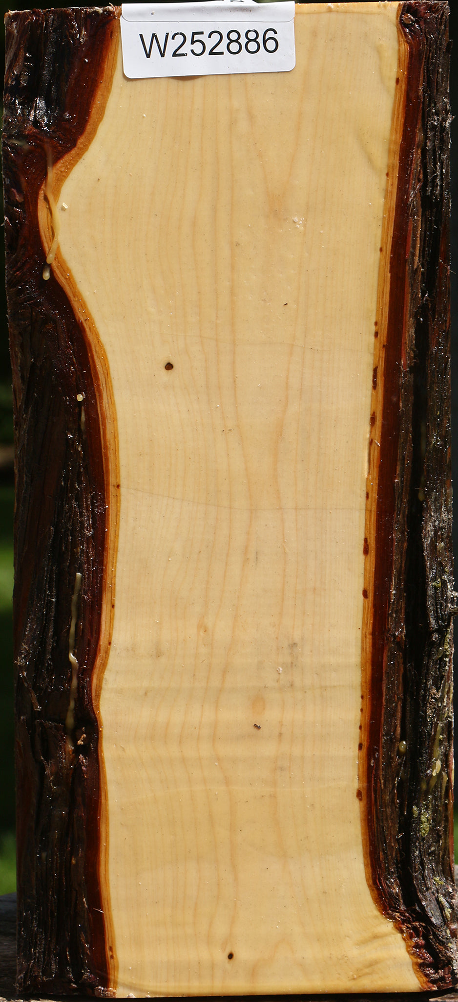 Juniper Live Edge Vessel Blank