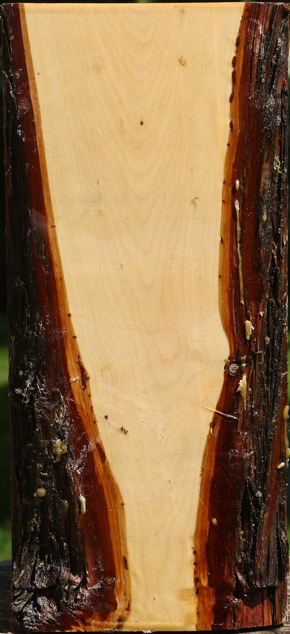Juniper Live Edge Vessel Blank