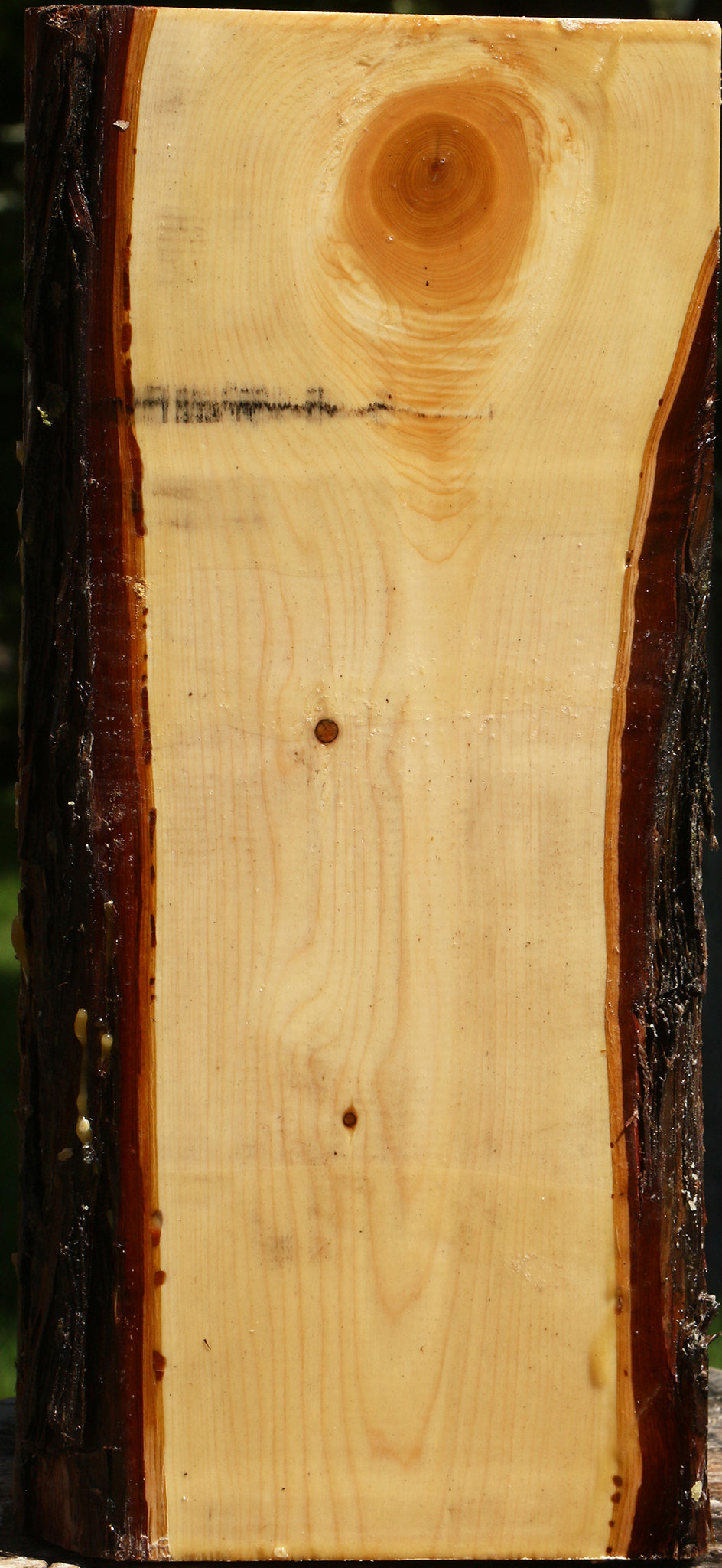 Juniper Live Edge Vessel Blank