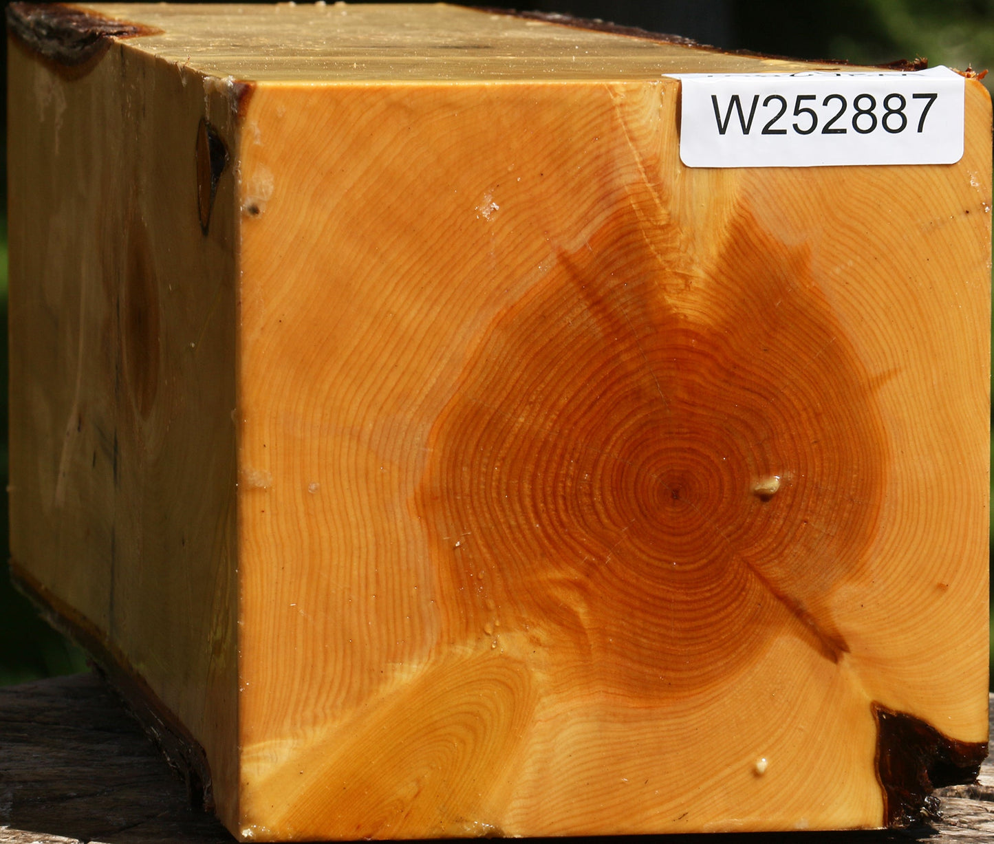 Juniper Live Edge Vessel Blank