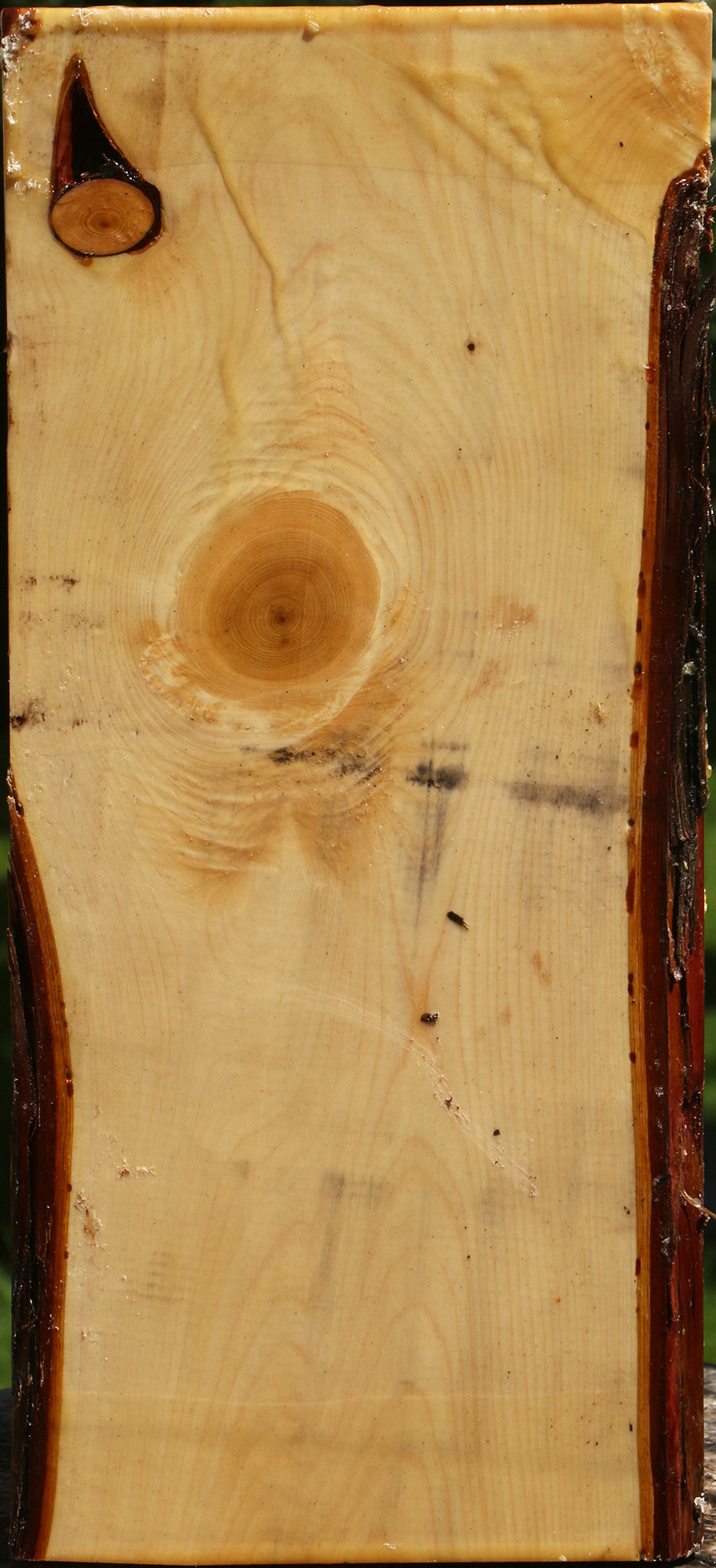 Juniper Live Edge Vessel Blank