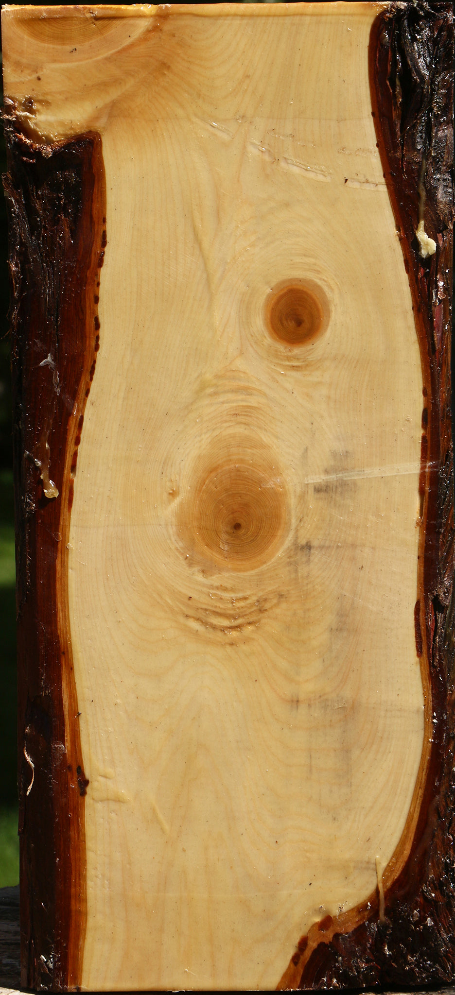 Juniper Live Edge Vessel Blank