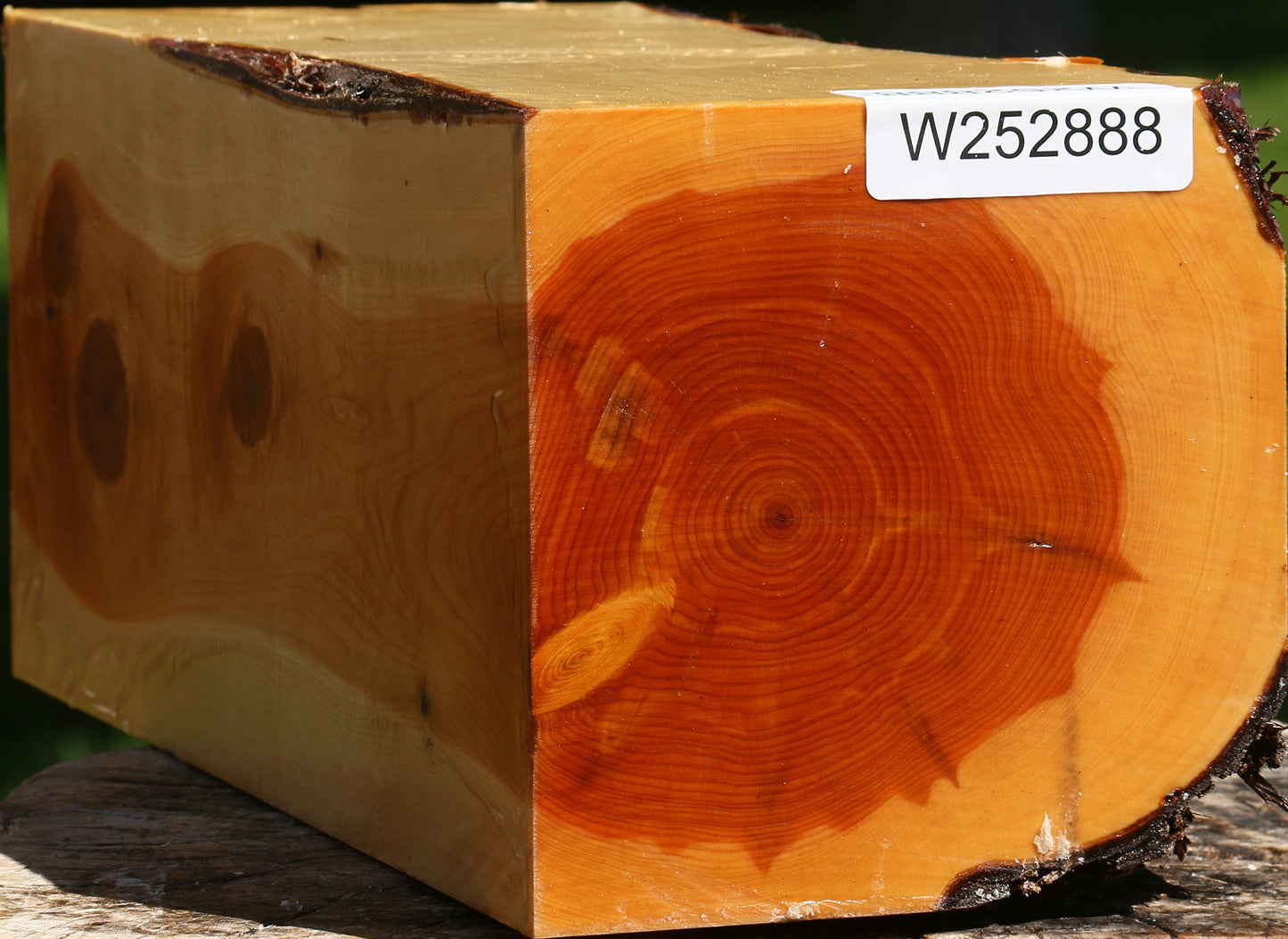 Juniper Live Edge Vessel Blank