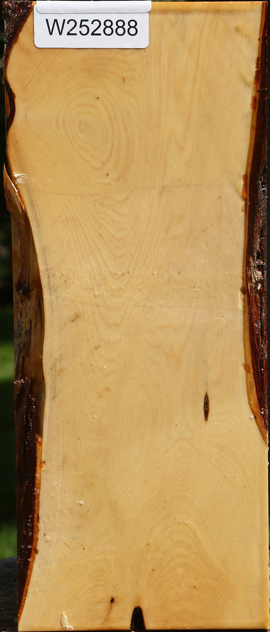 Juniper Live Edge Vessel Blank