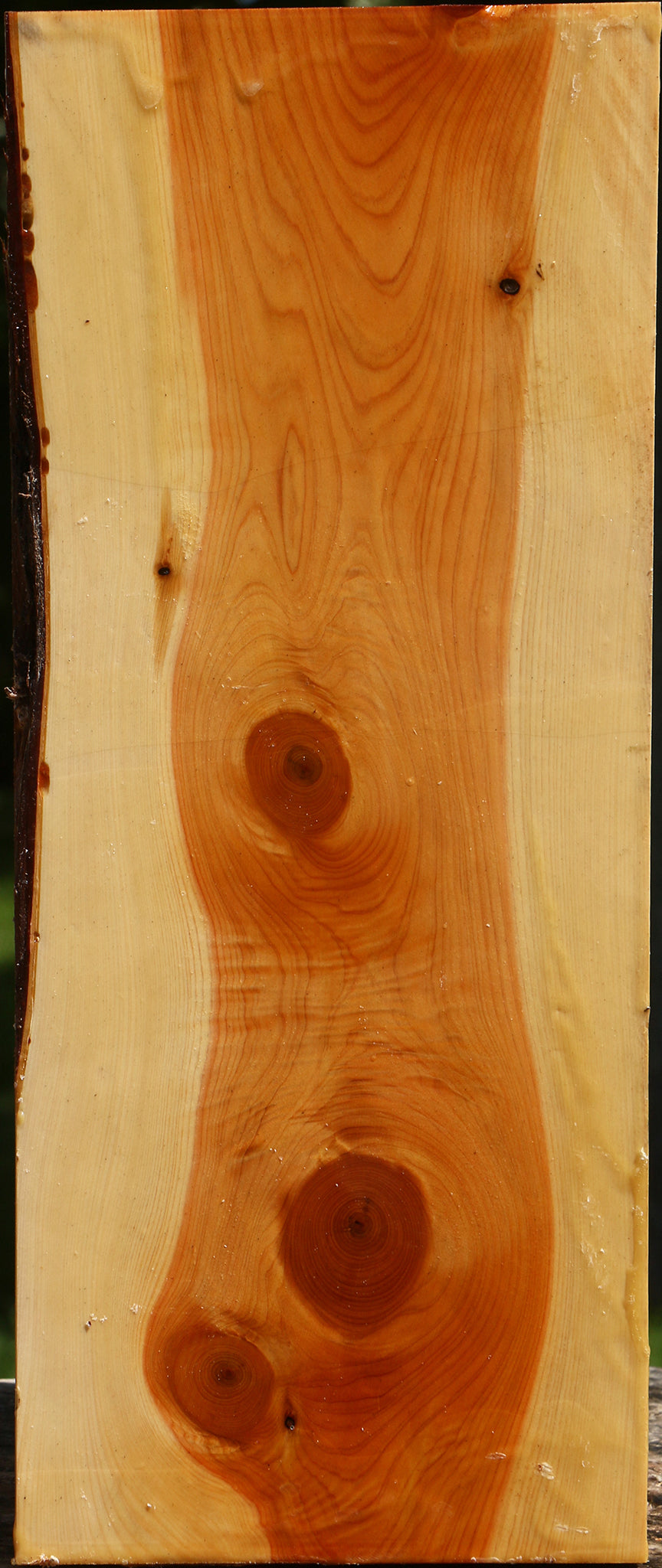 Juniper Live Edge Vessel Blank