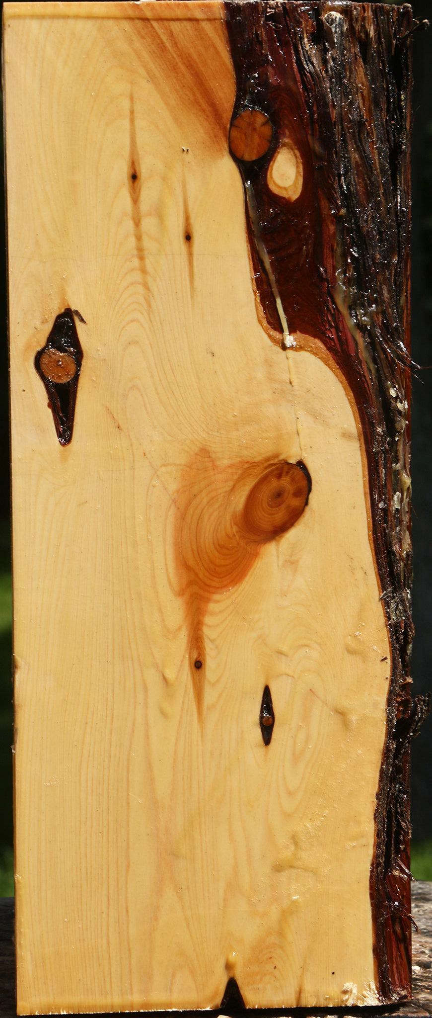 Juniper Live Edge Vessel Blank
