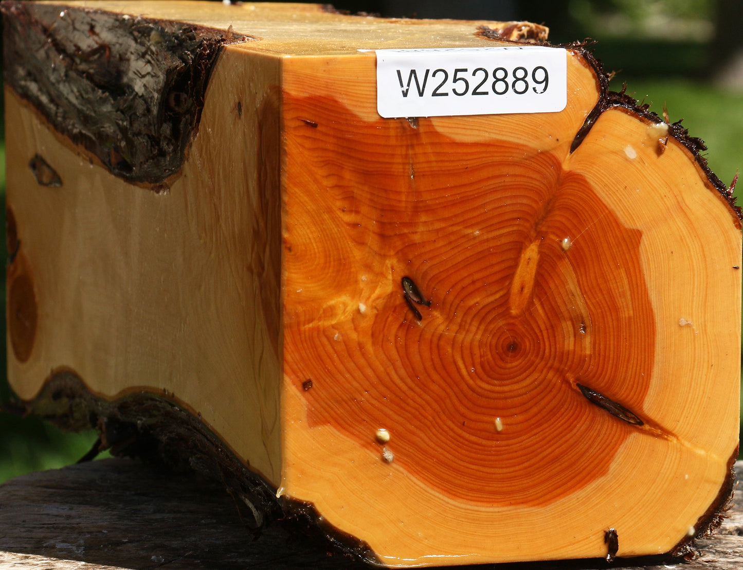 Juniper Live Edge Vessel Blank