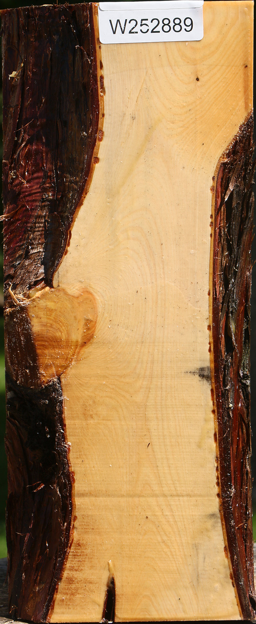 Juniper Live Edge Vessel Blank