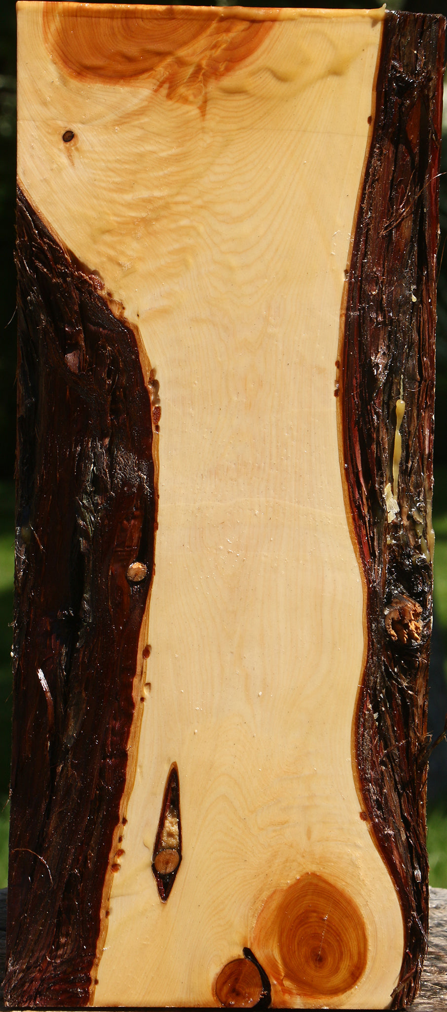 Juniper Live Edge Vessel Blank