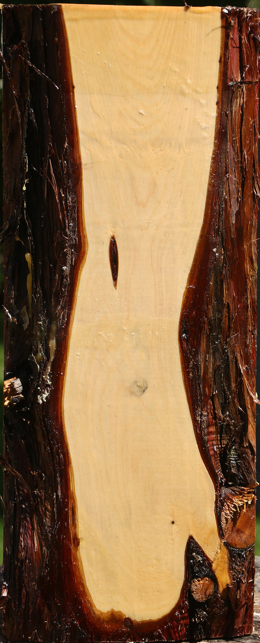 Juniper Live Edge Vessel Blank