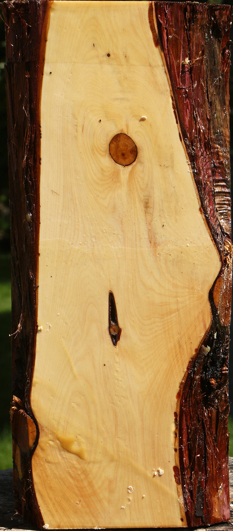 Juniper Live Edge Vessel Blank