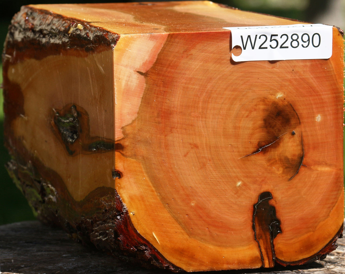 Oregon Ironwood Live Edge Vessel Blank