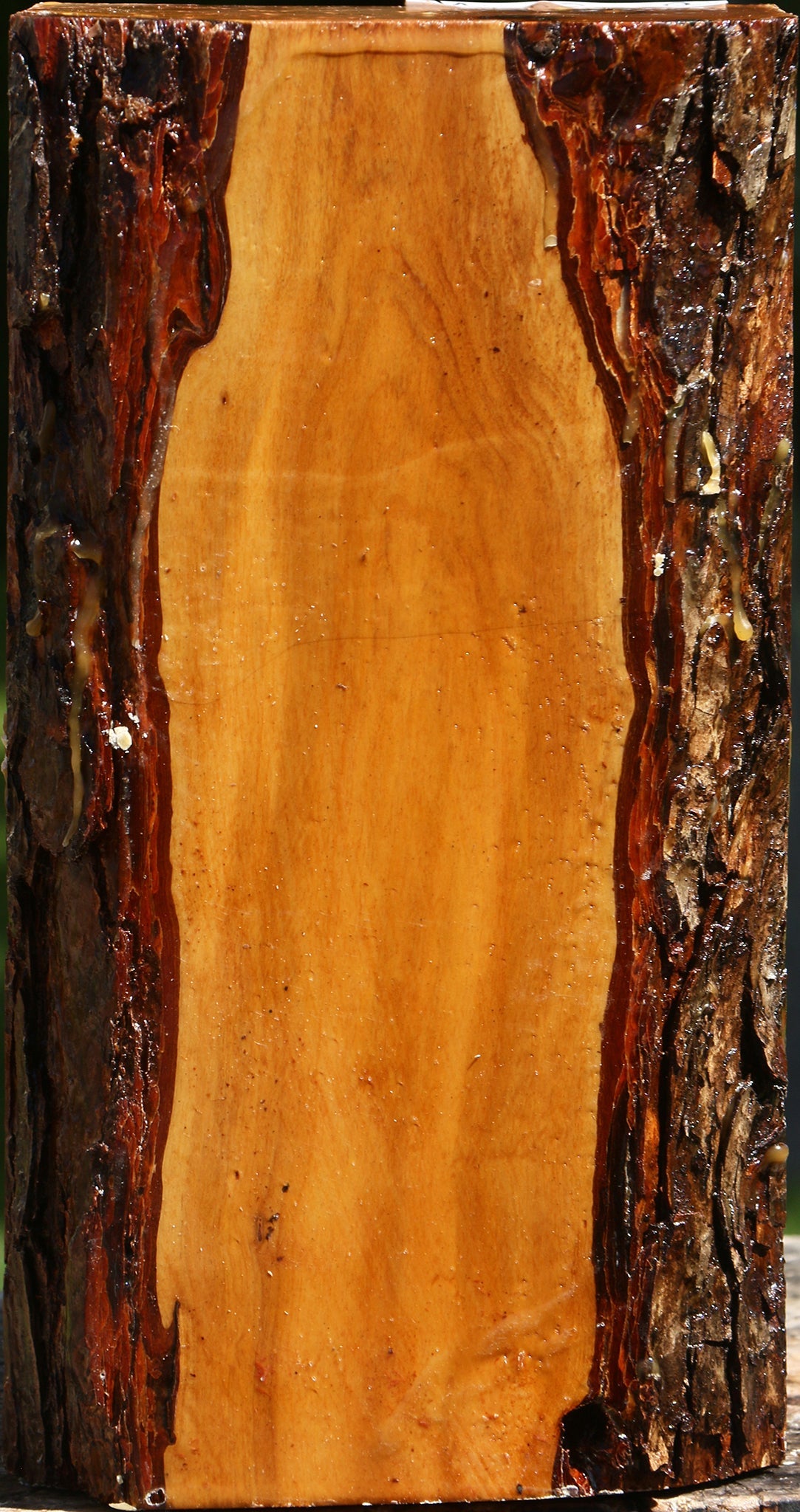 Oregon Ironwood Live Edge Vessel Blank