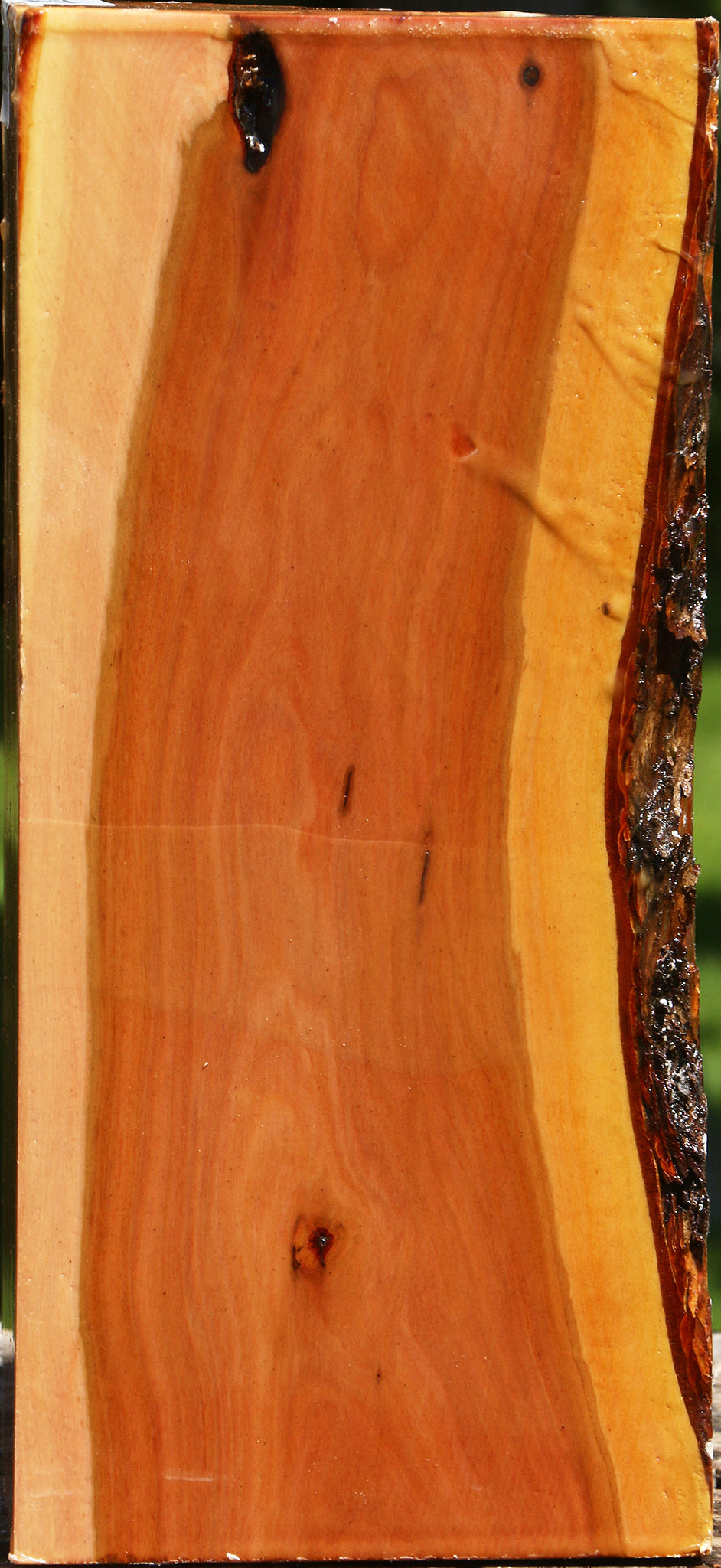 Oregon Ironwood Live Edge Vessel Blank