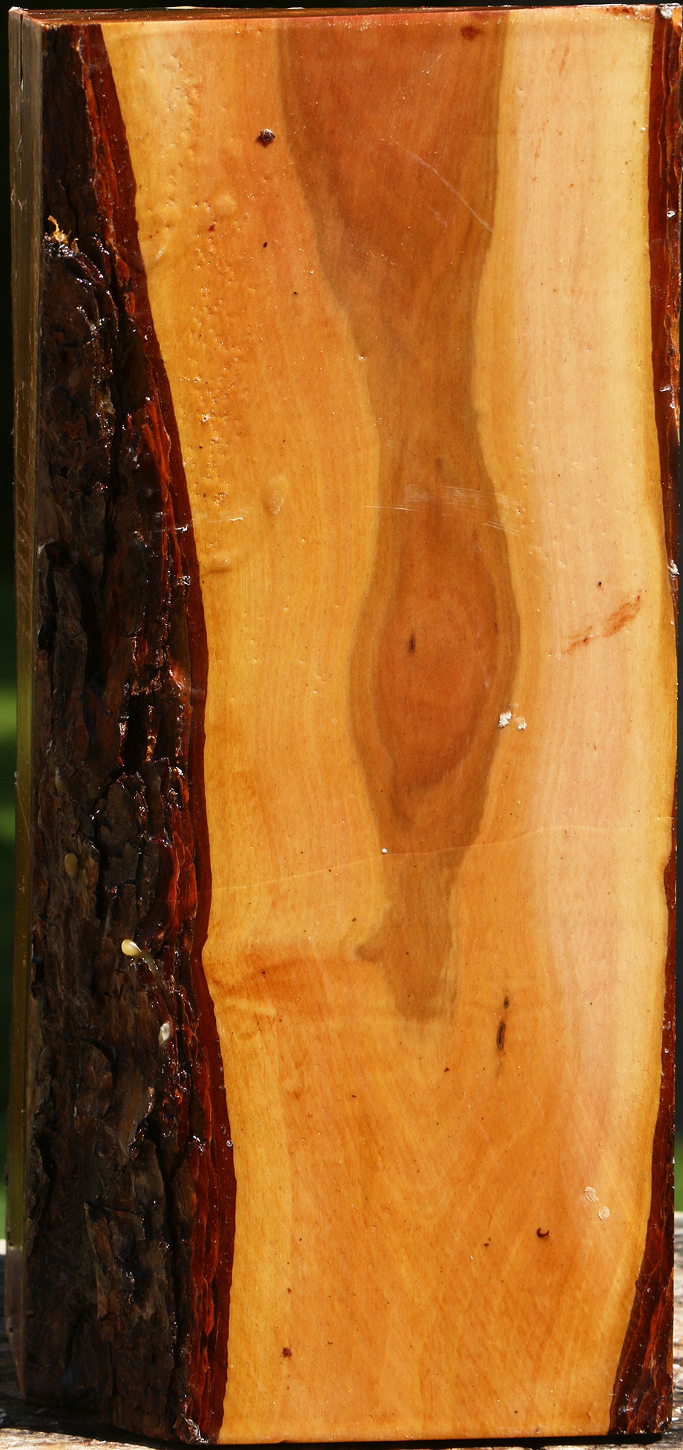 Oregon Ironwood Live Edge Vessel Blank